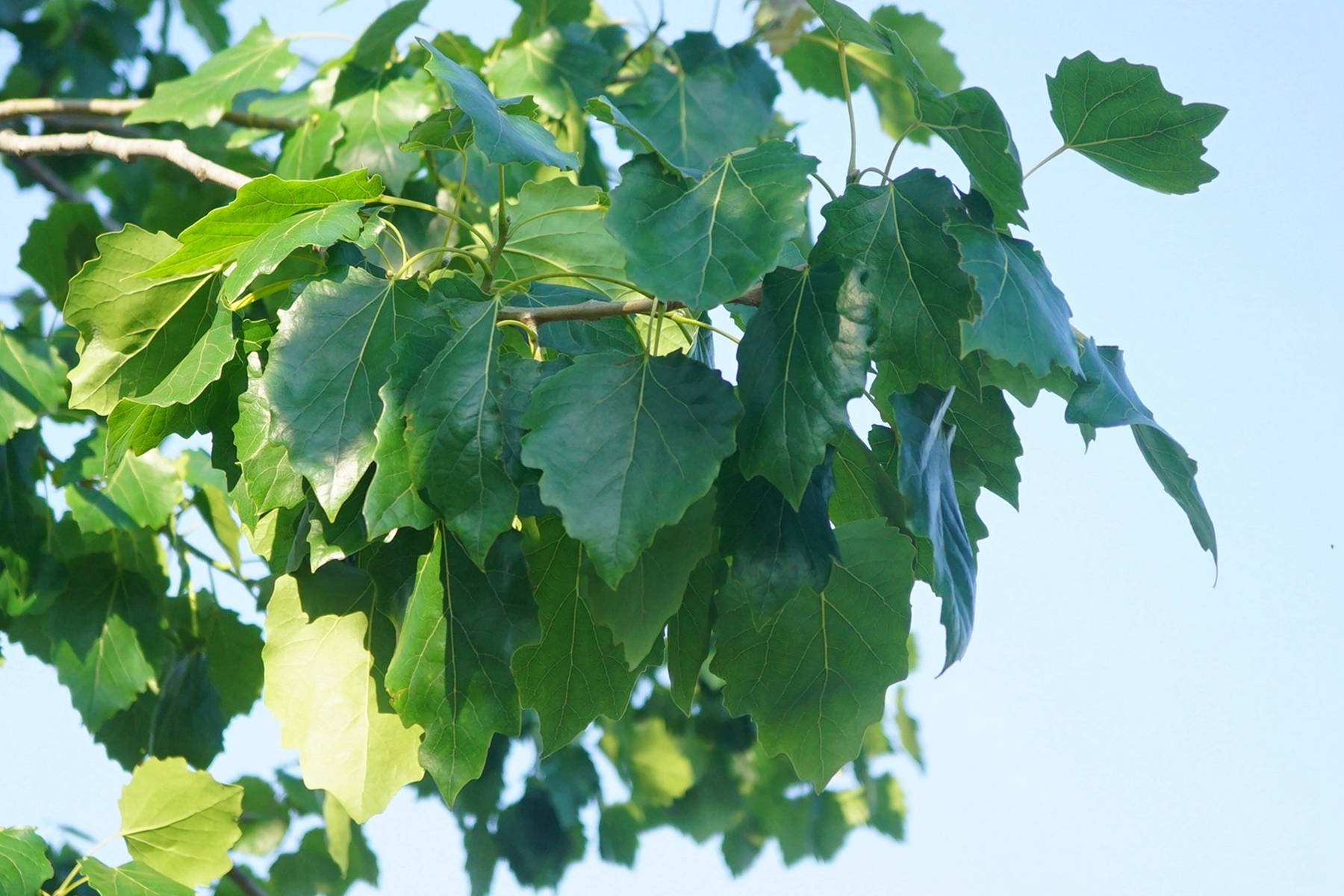 我见到的山东本土植物和园林栽培植物(350)毛白杨