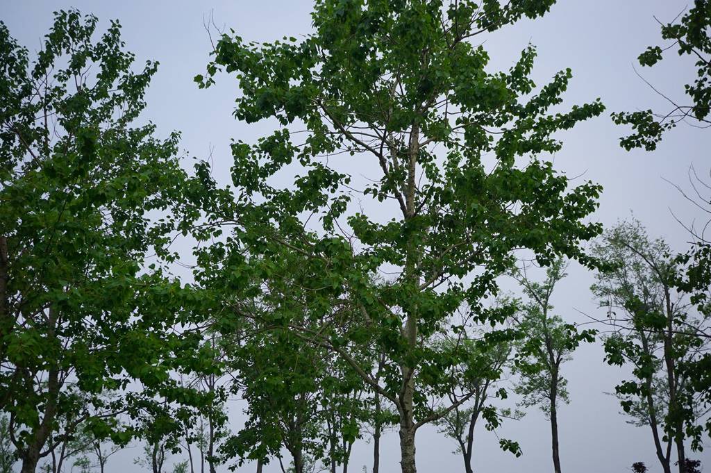 我见到的山东本土植物和园林栽培植物(350)毛白杨