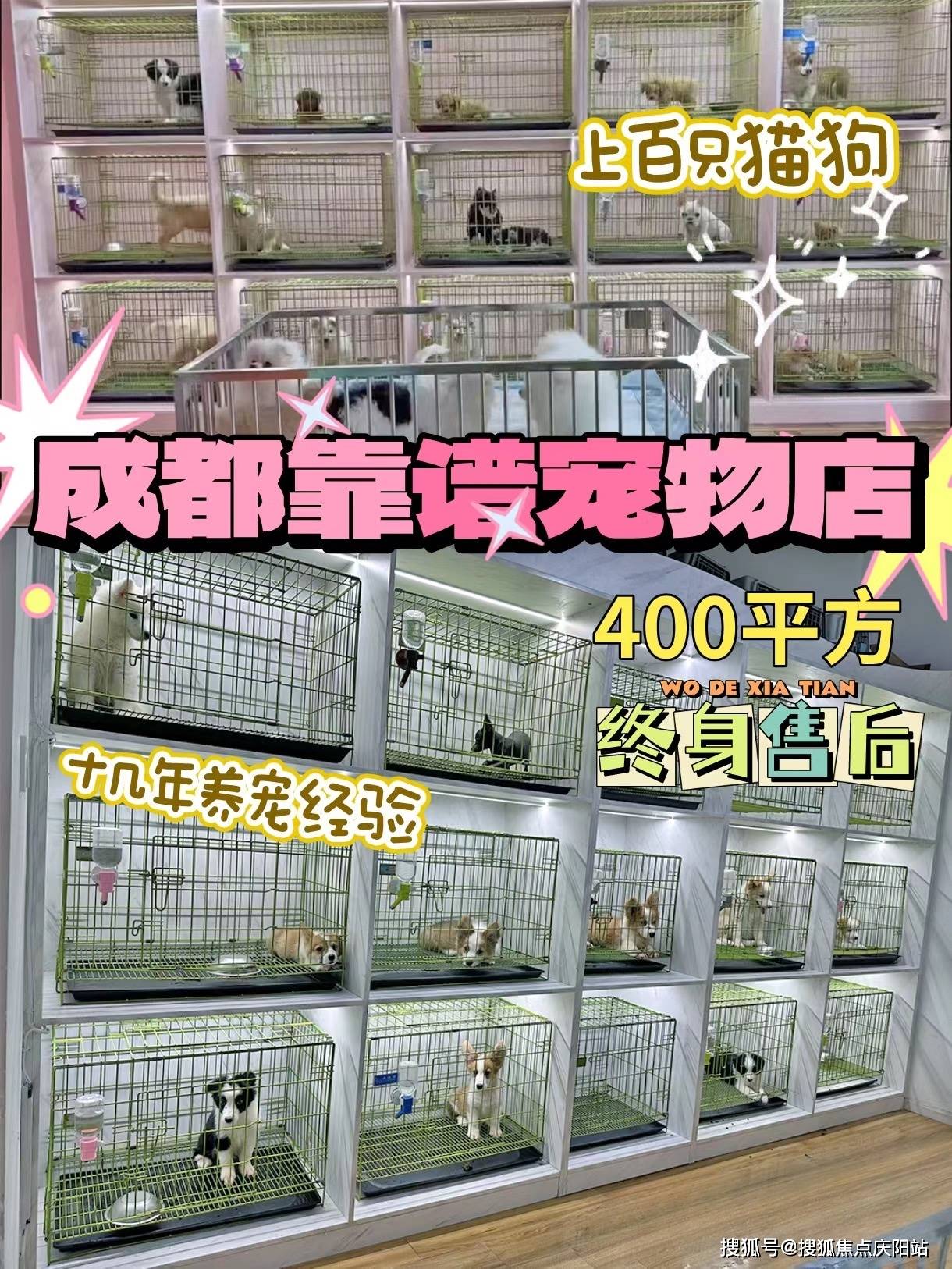 成都买银渐层猫丨成都成华区银渐层猫什么价格丨成都福安家猫犬舍欢迎