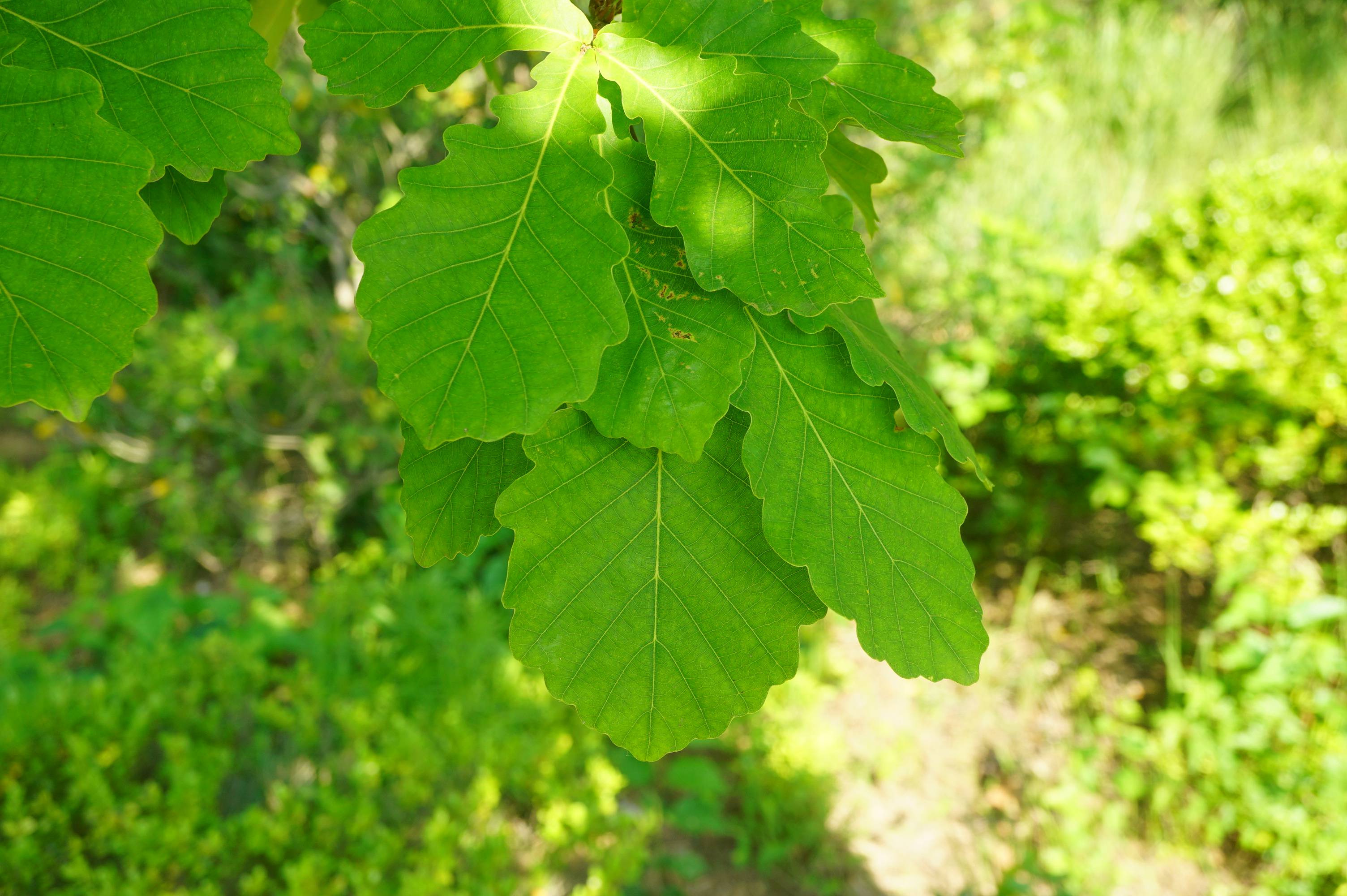 我见到的山东本土植物和园林栽培植物(361)蒙古栎