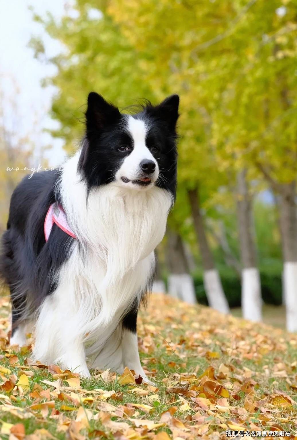 边牧犬多少钱一只图片