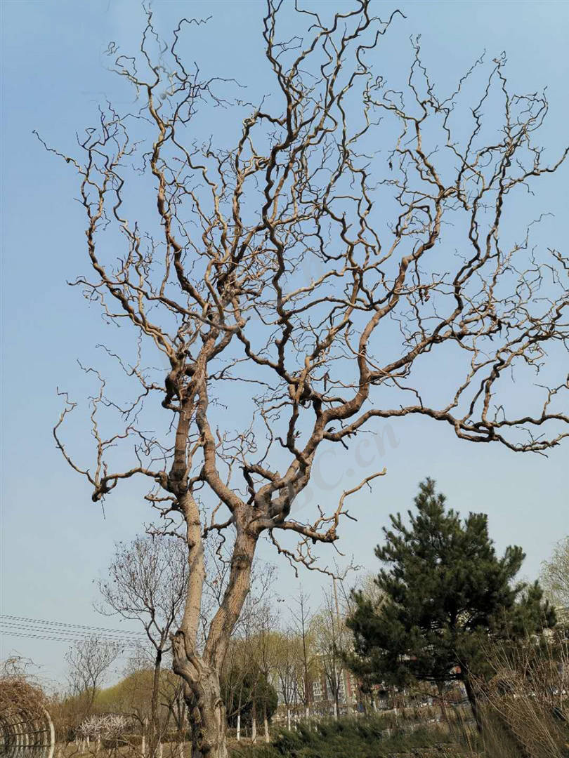 我见到的山东本土植物和园林栽培植物