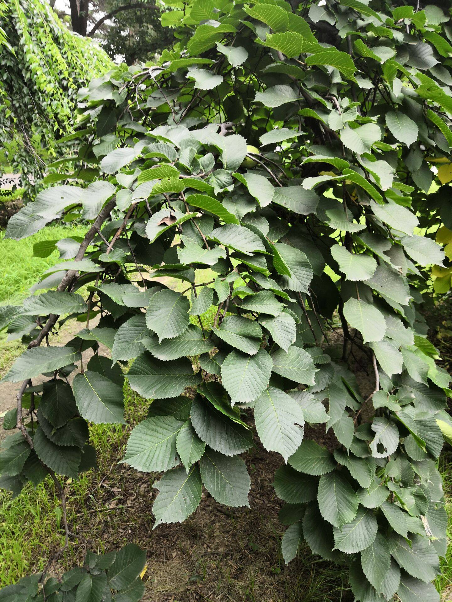 我见到的山东本土植物和园林栽培植物(392)大叶垂榆
