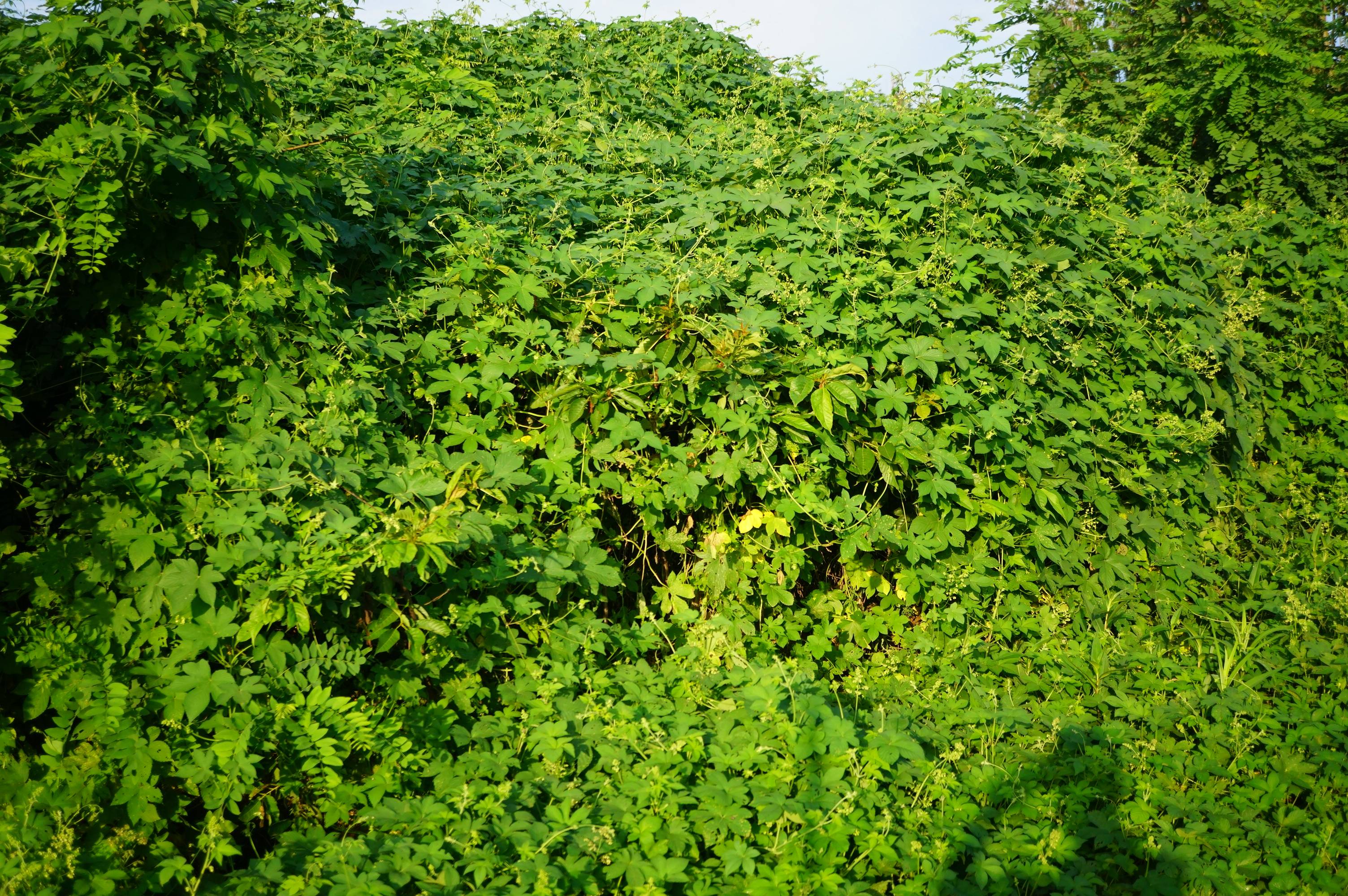 我见到的山东本土植物和园林栽培植物