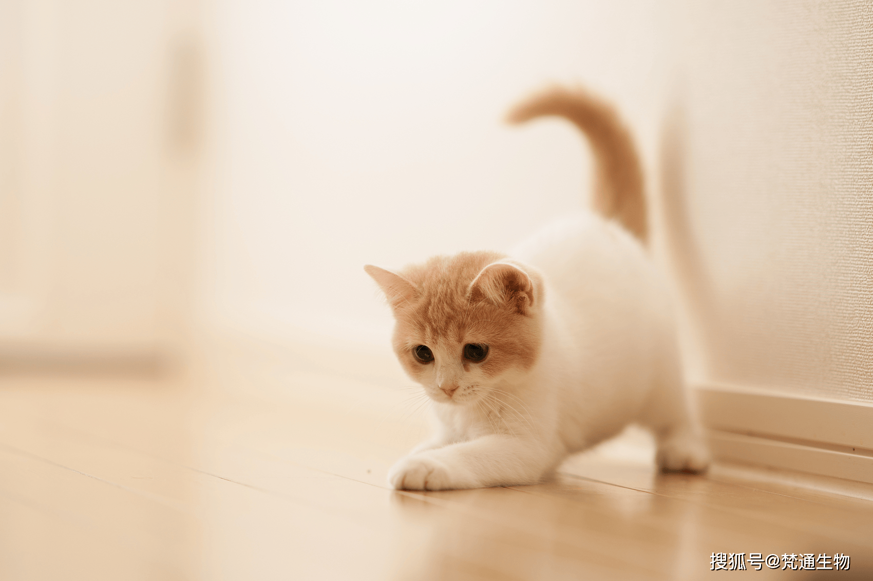 宠物消毒解读:猫不小心舔了两口巧克力,有事吗?