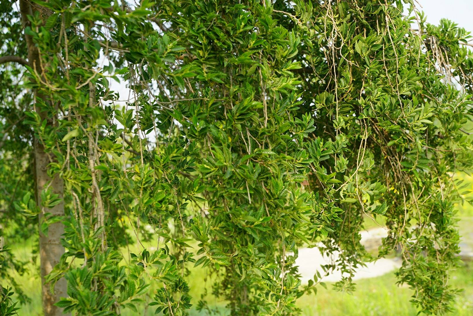 我见到的山东本土植物和园林栽培植物(393)龙爪榆(栽培)