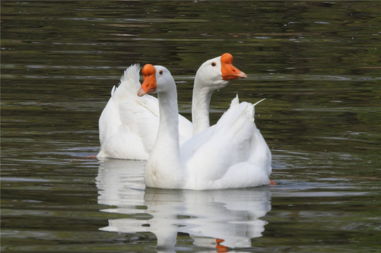 鹅吃什么不容易翅膀外翻 夏天如何让鹅的翅膀不外翻