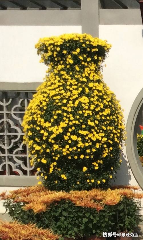 菊花造型艺菊-菊花花瓶造型