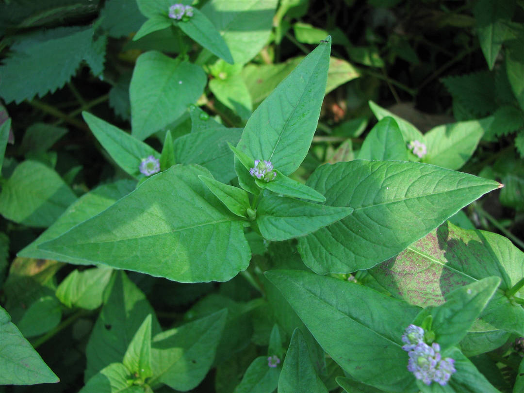 我见到的山东本土植物和园林栽培植物(411)尼泊尔蓼