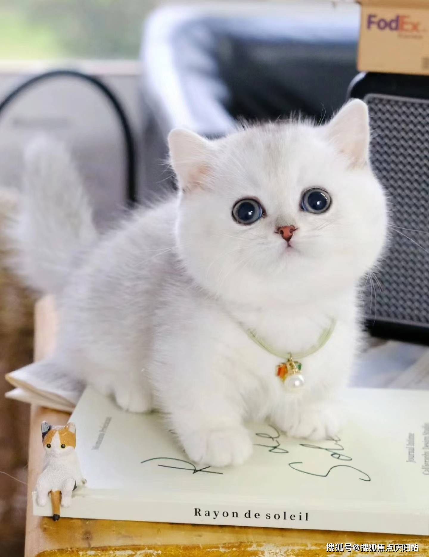 哈尔滨买银渐层猫首页网站(哈尔滨香坊区)买银渐层猫哪里有实体店