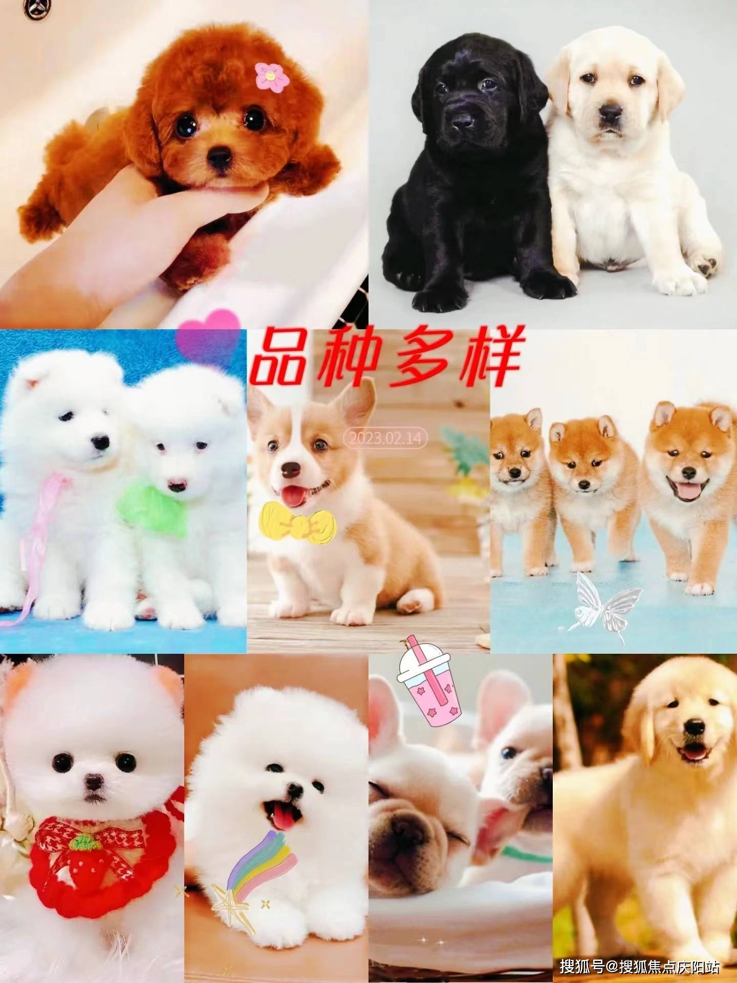 合肥买银渐层猫首页网站(合肥蜀山区)买银渐层猫在哪里买靠谱又便宜