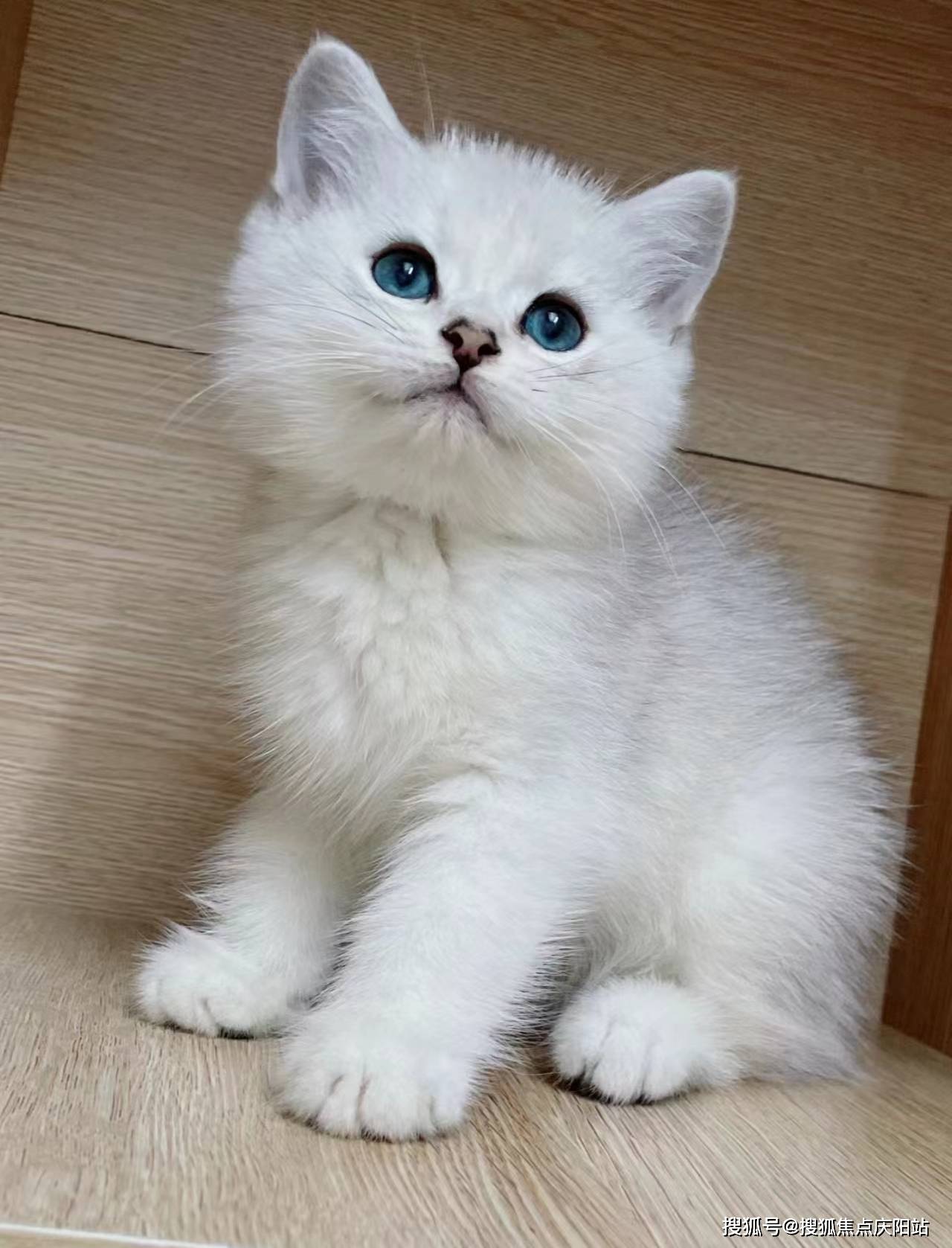 长沙买银渐层猫首页网站(长沙岳麓区)买银渐层猫哪里比较安全(长沙