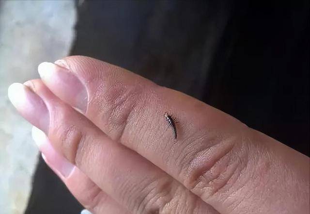 农村常见的这7种虫子,你害怕哪一种?最后一种可能会"危及生命"