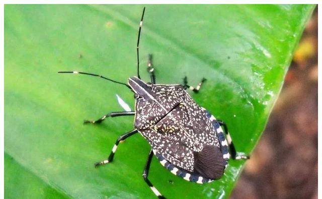 农村常见的这7种虫子,你害怕哪一种?最后一种可能会"危及生命"