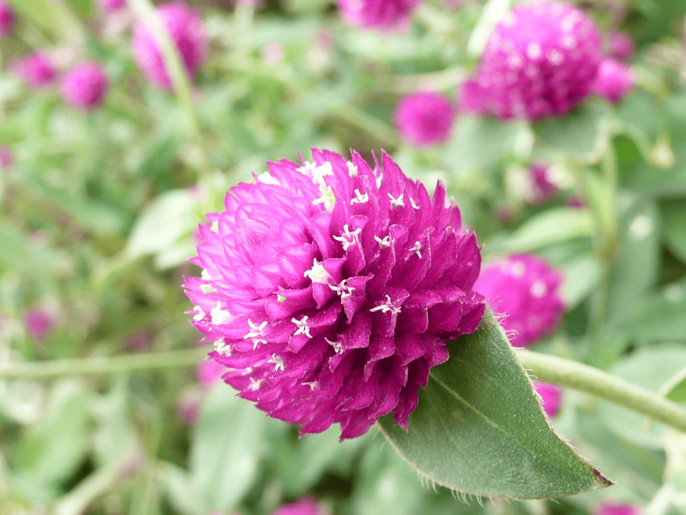 我见到的山东本土植物和园林栽培植物(444)千日红(栽培)_顶端_白色