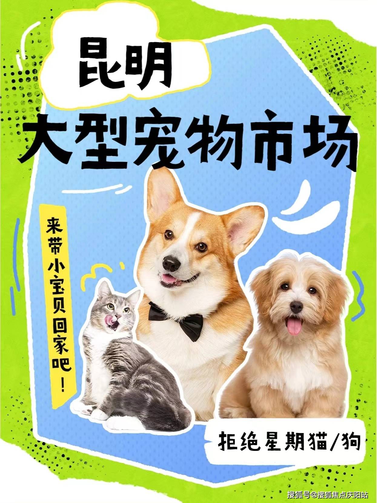 昆明西山区买雪纳瑞犬的地方?昆明这里选购雪纳瑞犬品质保障,购宠无忧