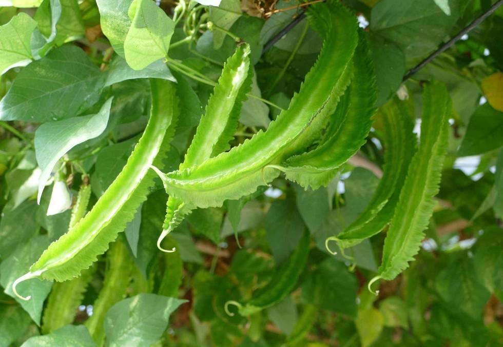 热带翠绿:海南特产四棱豆的清爽韵味_海南岛_口感_蔬菜