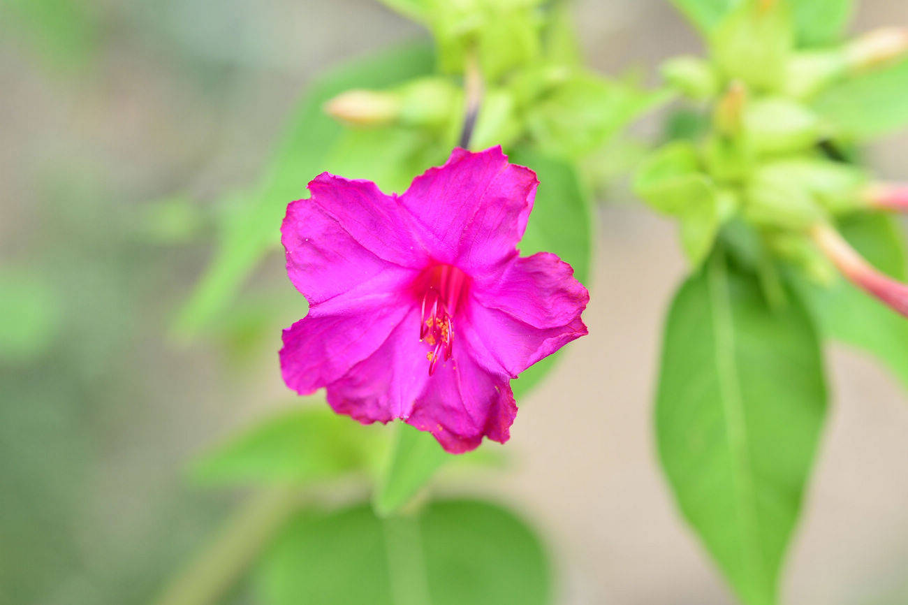 我见到的山东本土植物和园林栽培植物(462)紫茉莉