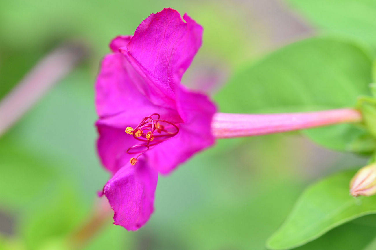 我见到的山东本土植物和园林栽培植物(462)紫茉莉