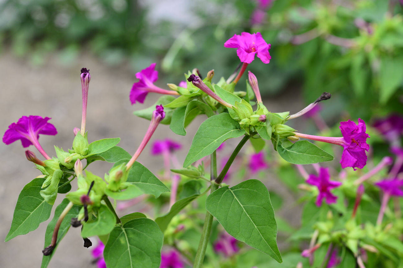 我见到的山东本土植物和园林栽培植物(462)紫茉莉