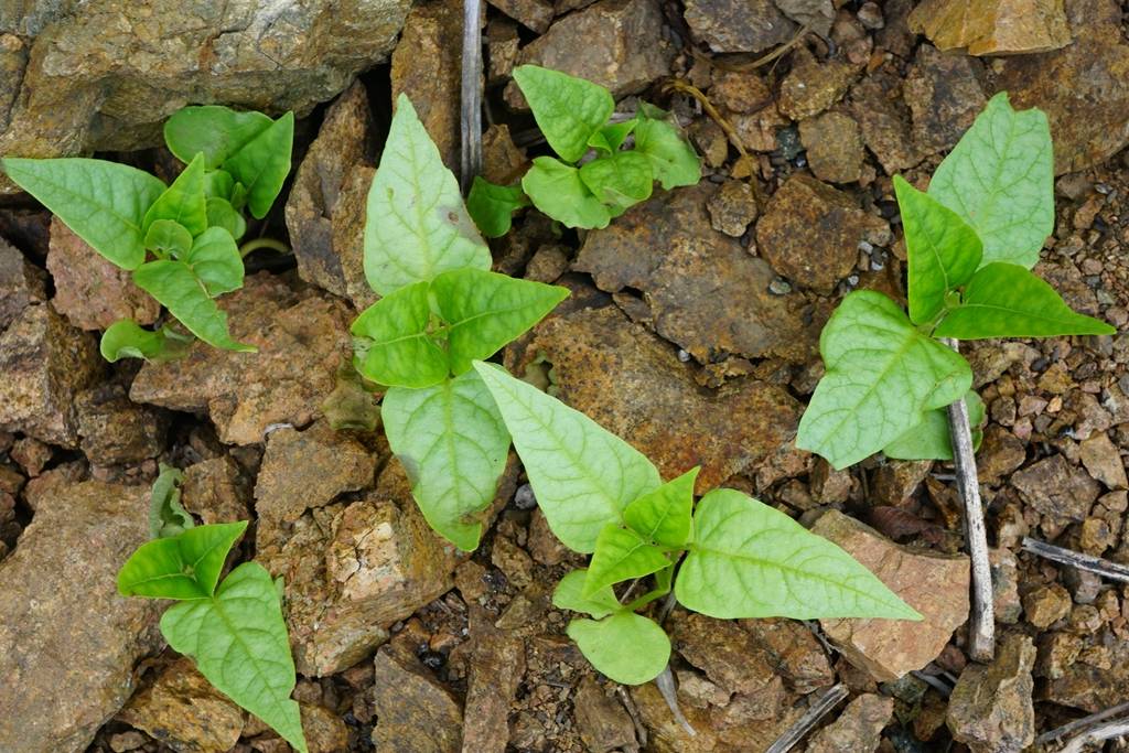 我见到的山东本土植物和园林栽培植物(462)紫茉莉