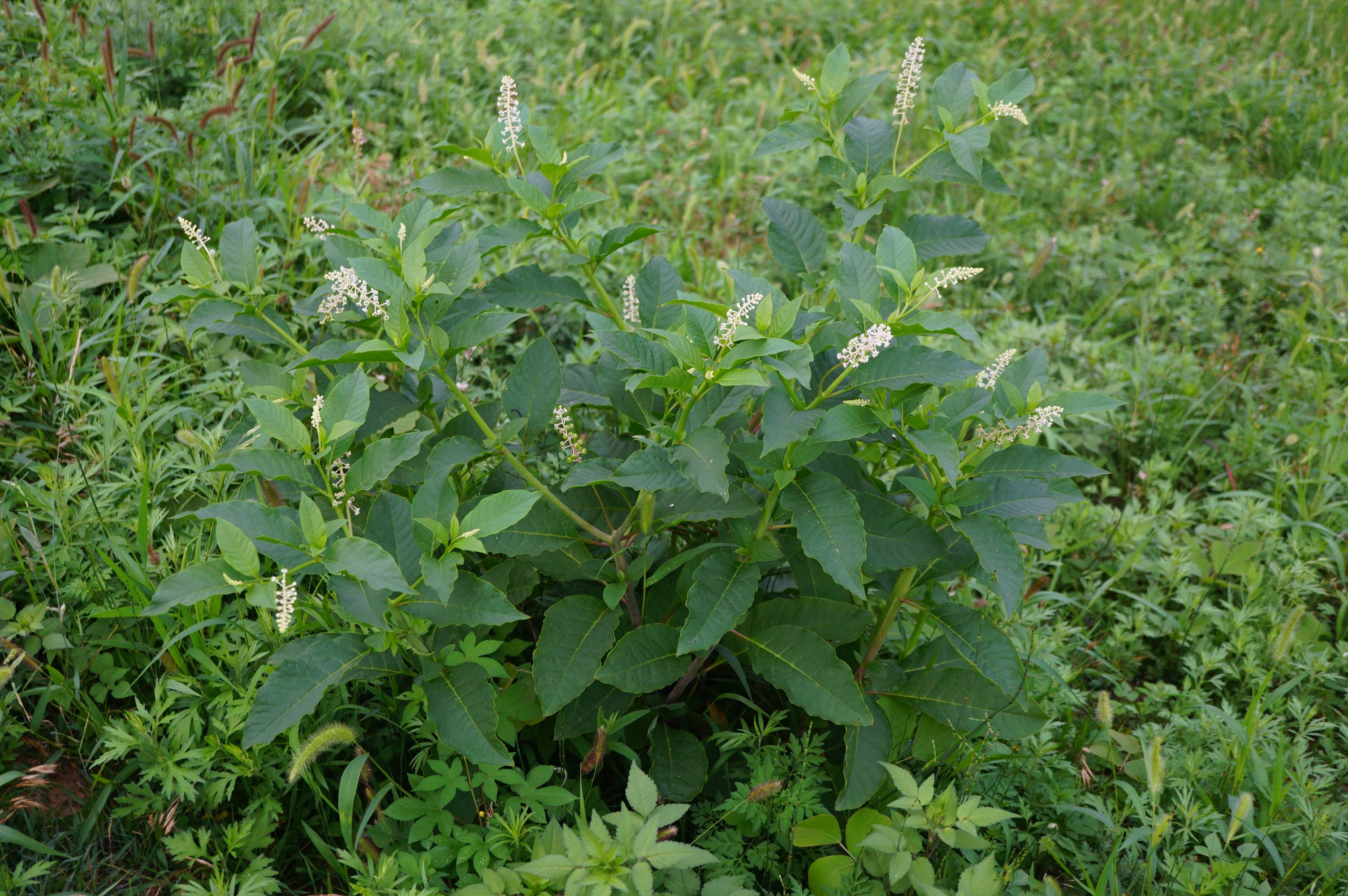 我见到的山东本土植物和园林栽培植物
