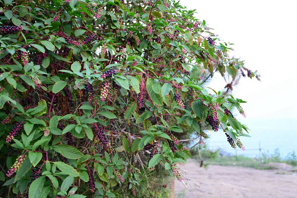我见到的山东本土植物和园林栽培植物