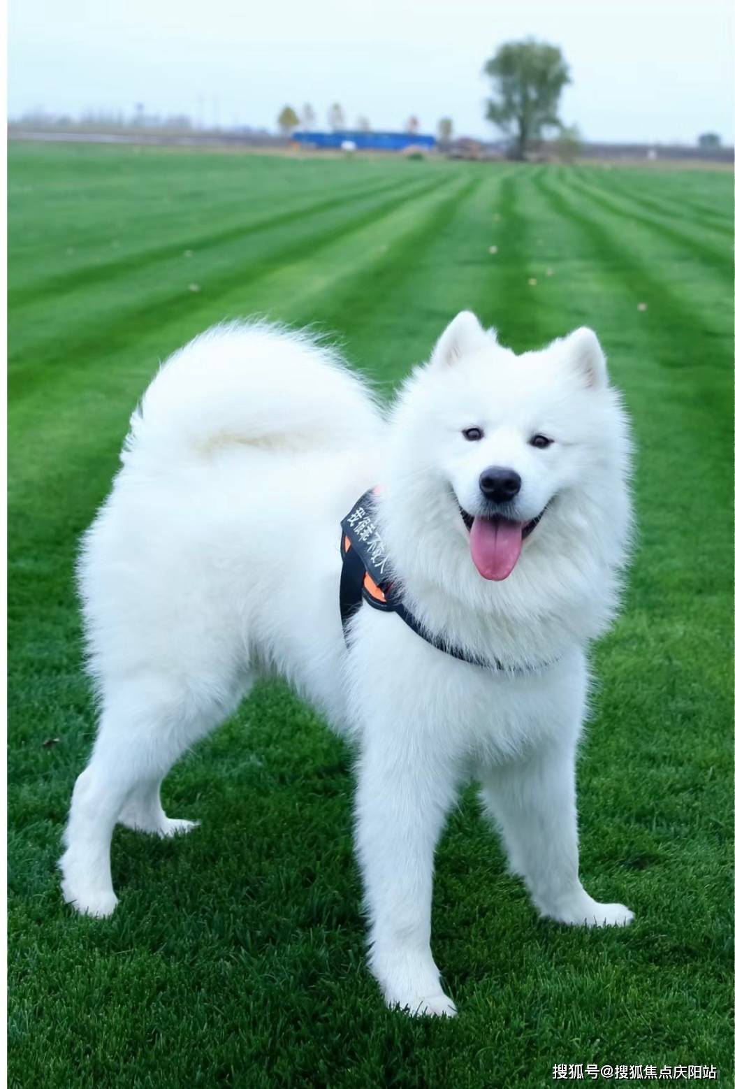 天津买萨摩耶犬首页网站(天津北辰区)买萨摩耶犬的宠物店哪家口碑好