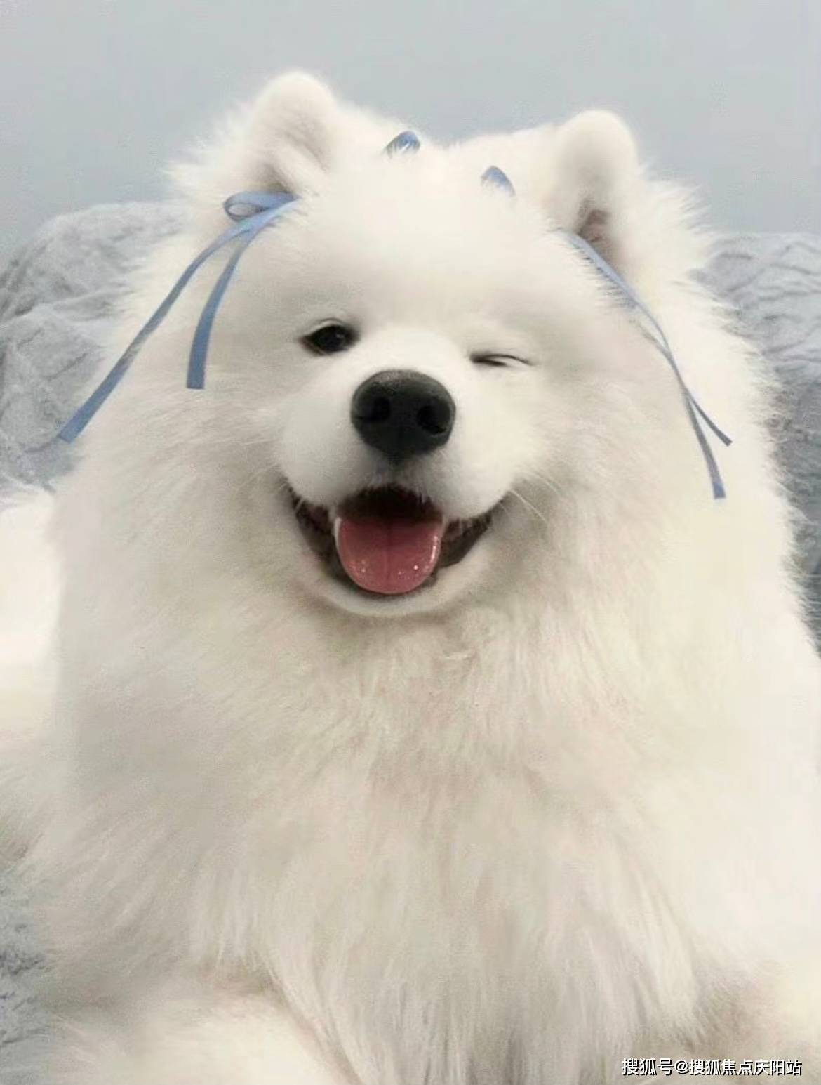 温州买萨摩耶犬首页网站(温州鹿城区)哪家宠物店买萨摩耶犬比较纯