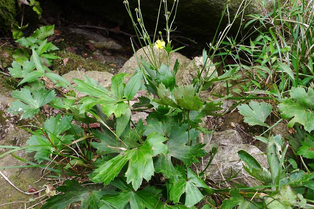 我见到的山东本土植物和园林栽培植物(482)毛茛