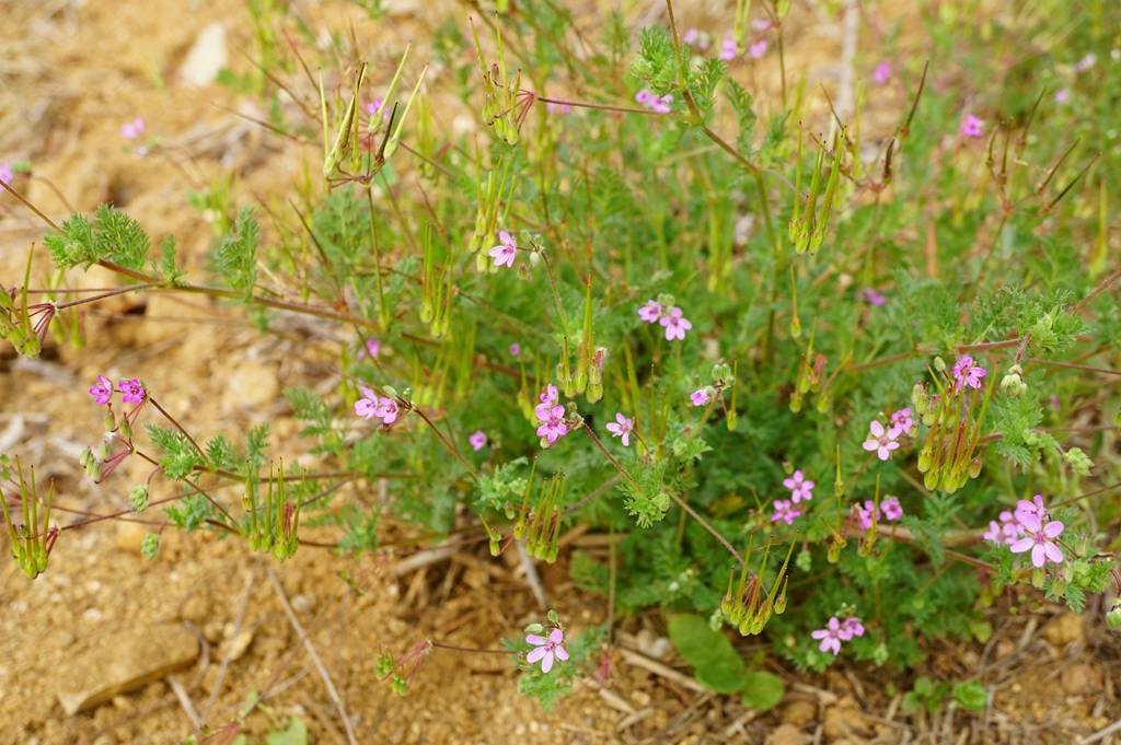我见到的山东本土植物和园林栽培植物(494)芹叶牻牛儿苗