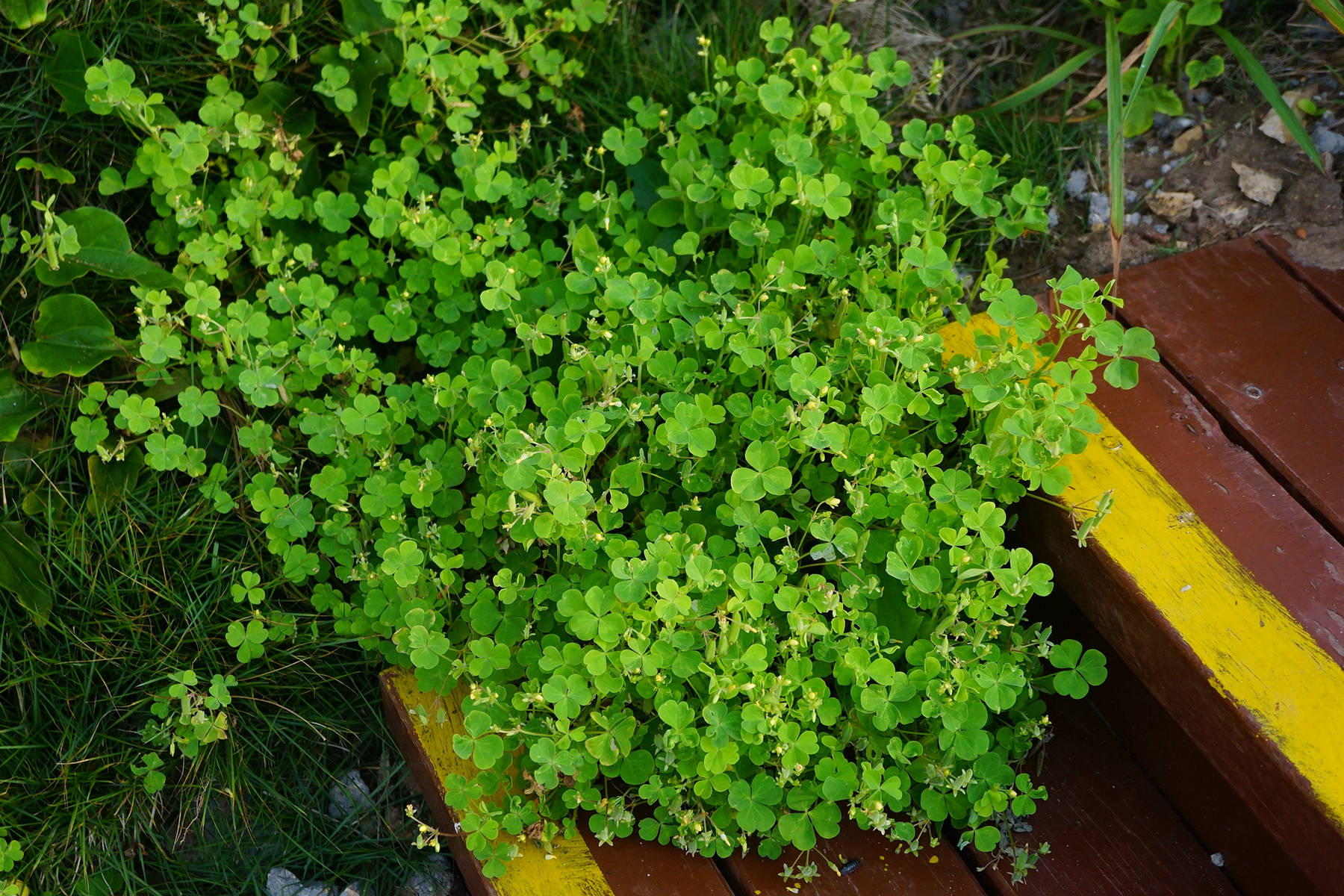 我见到的山东本土植物和园林栽培植物(496)酢浆草