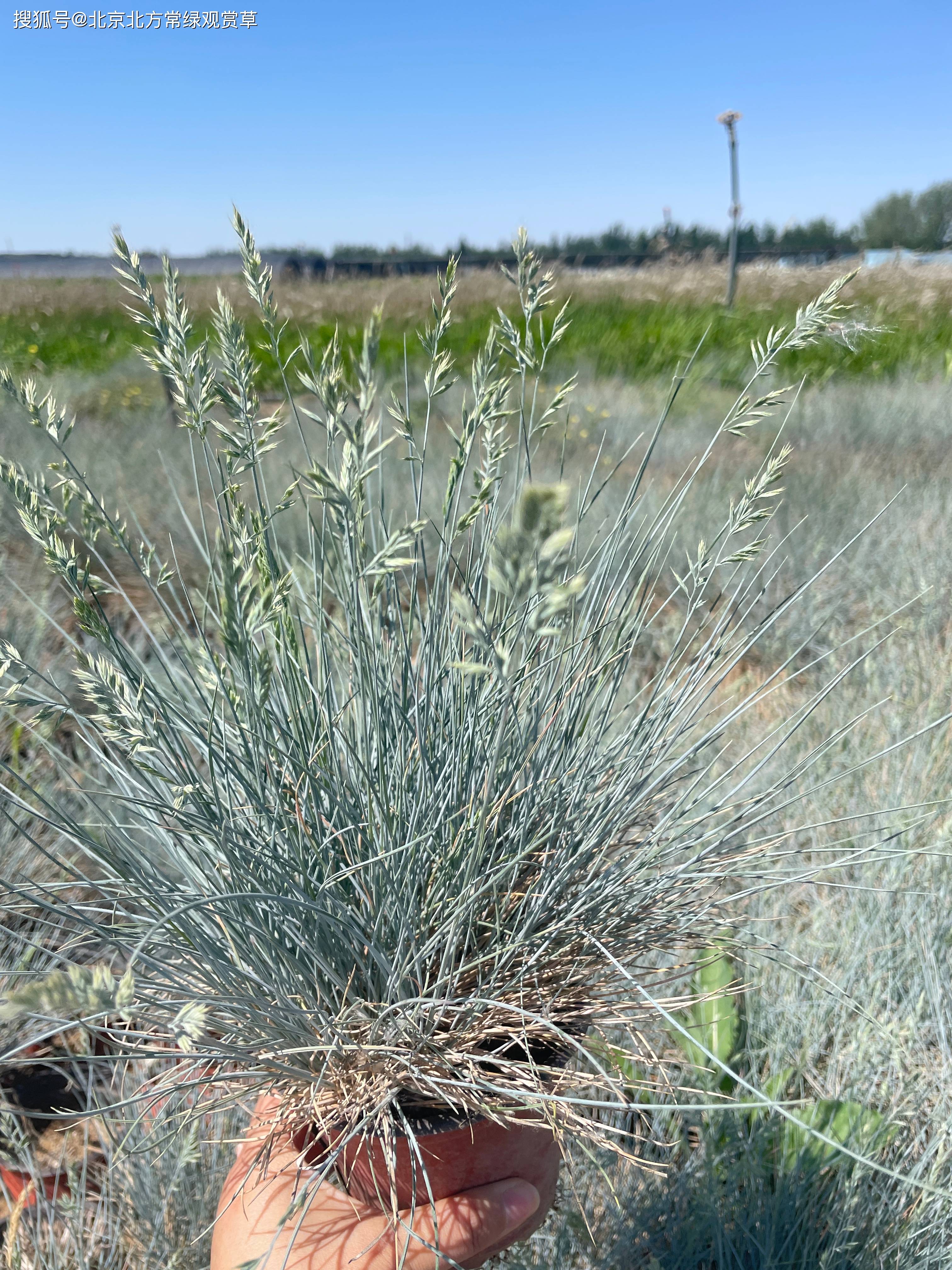 蓝羊茅---一种四季都是蓝色的观赏草