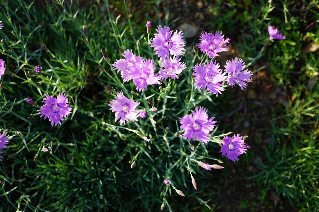 我见到的山东本土植物和园林栽培植物(504)羽瓣石竹(栽培)