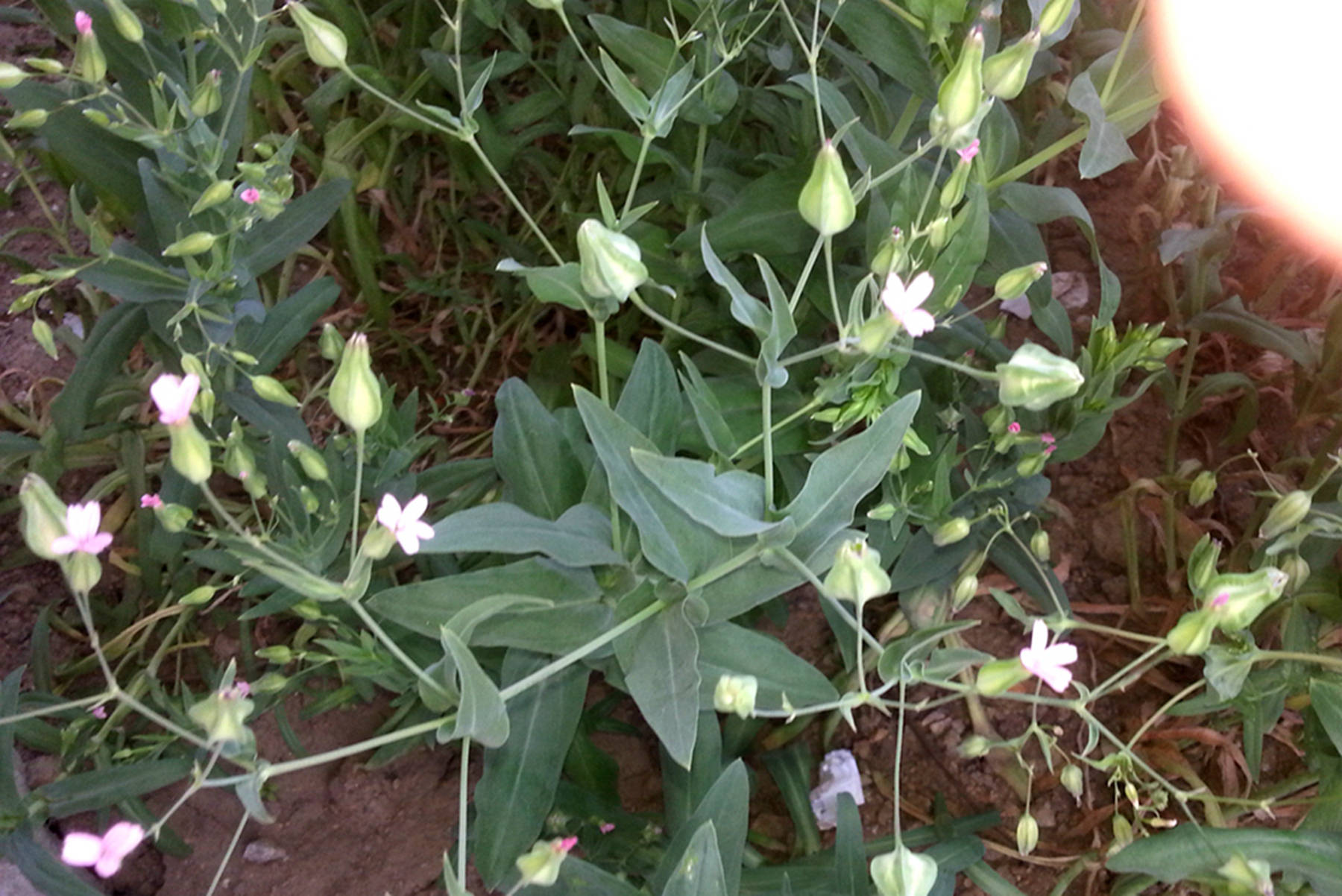 麦蓝菜种植图片