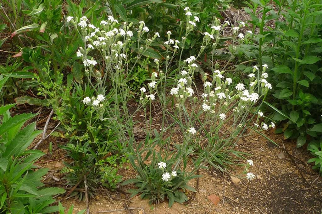 我见到的山东本土植物和园林栽培植物(509)女娄菜