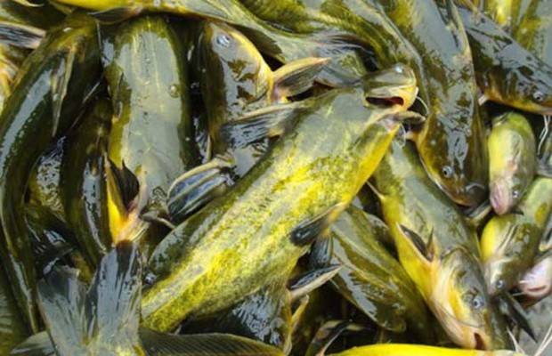 黄颡鱼杯状病毒的防控措施