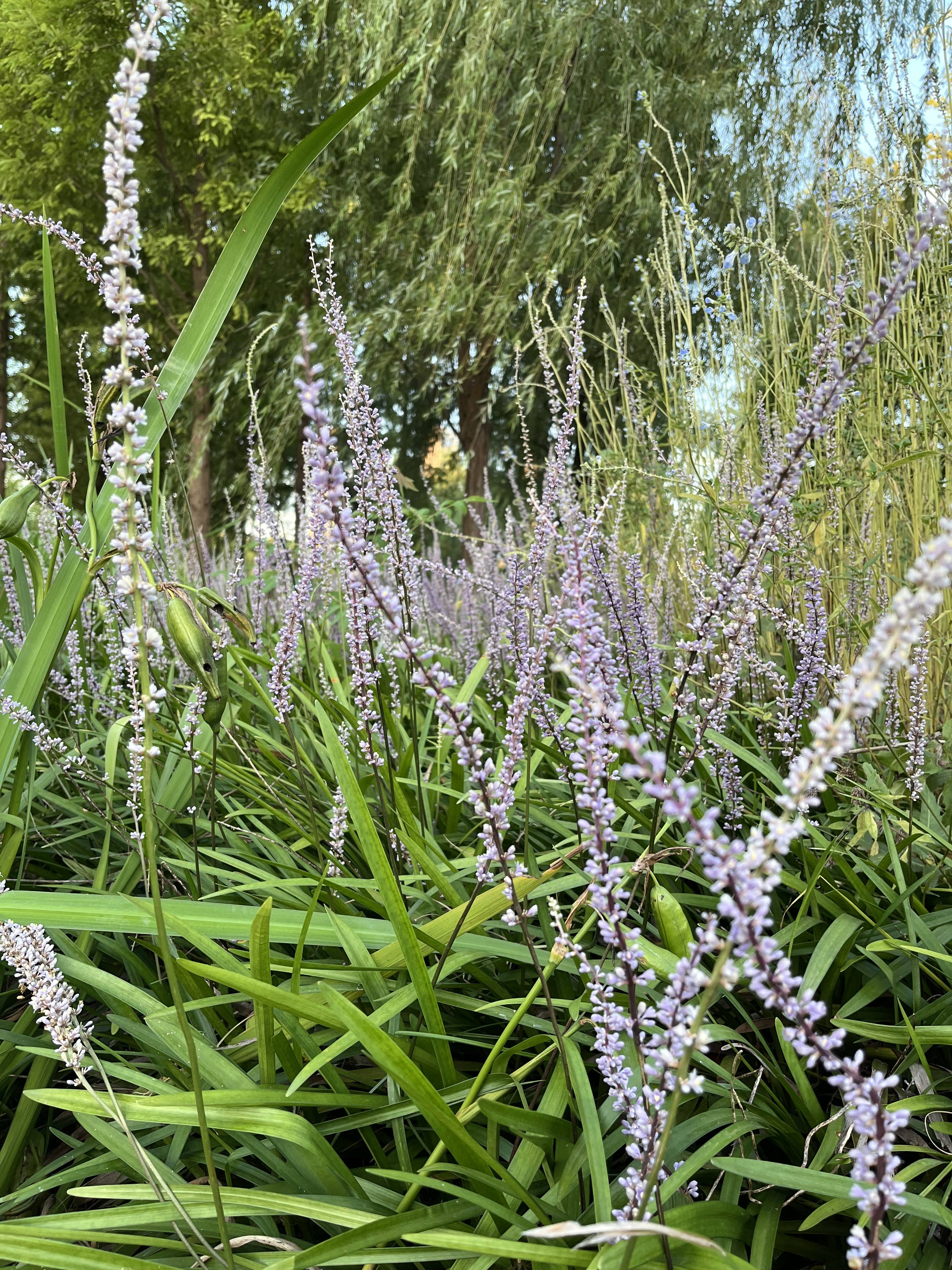 麦冬草开花图片图片