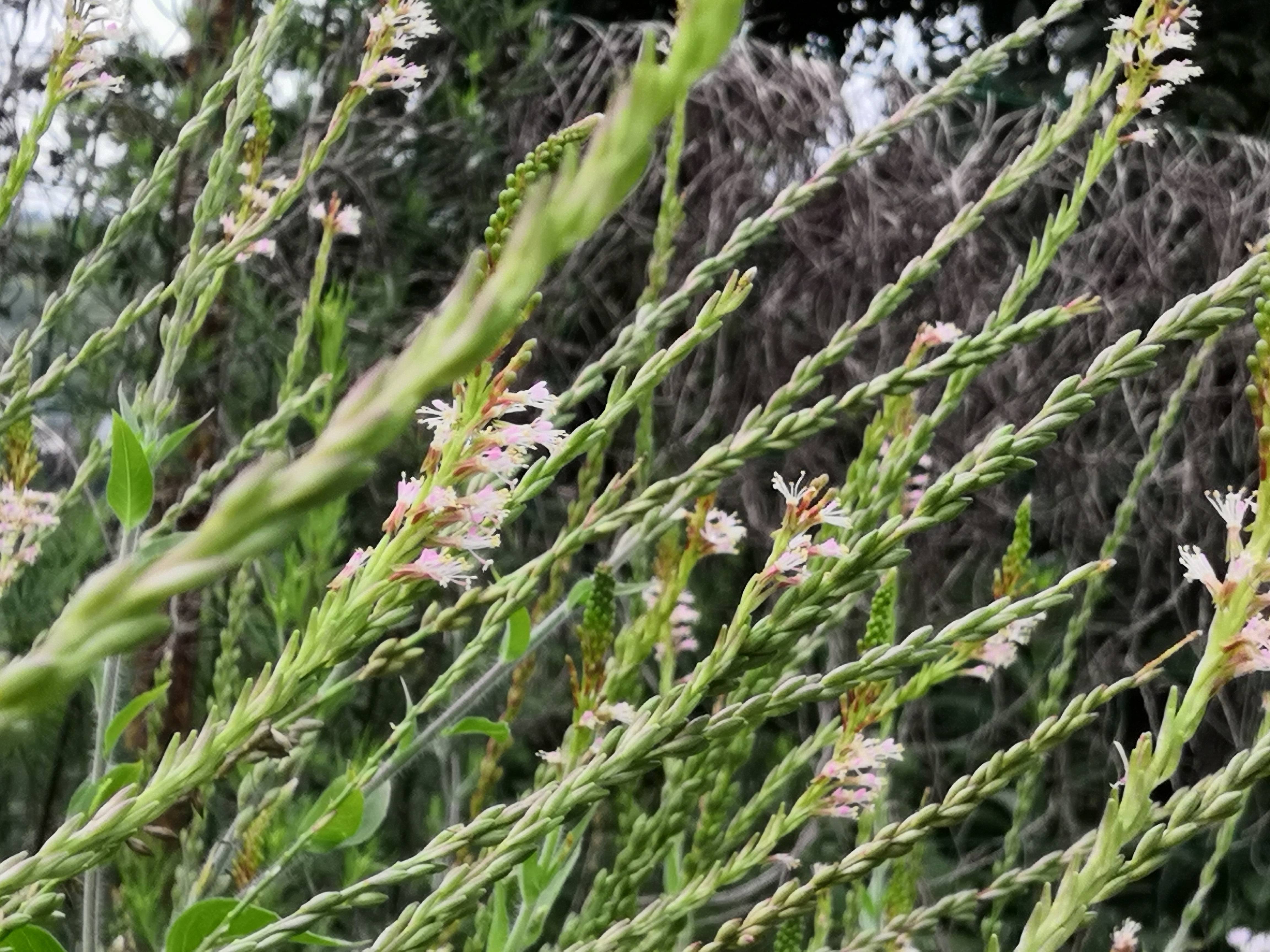 我见到的山东本土植物和园林栽培植物(536)小花山桃草