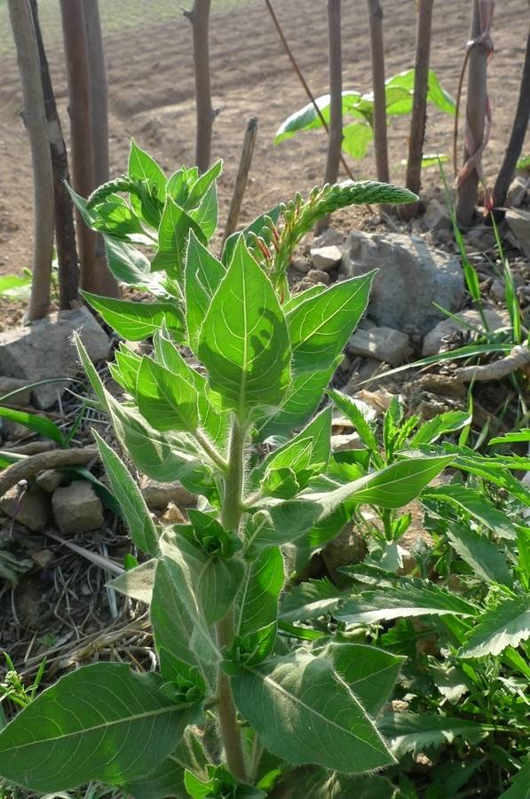 我见到的山东本土植物和园林栽培植物536小花山桃草