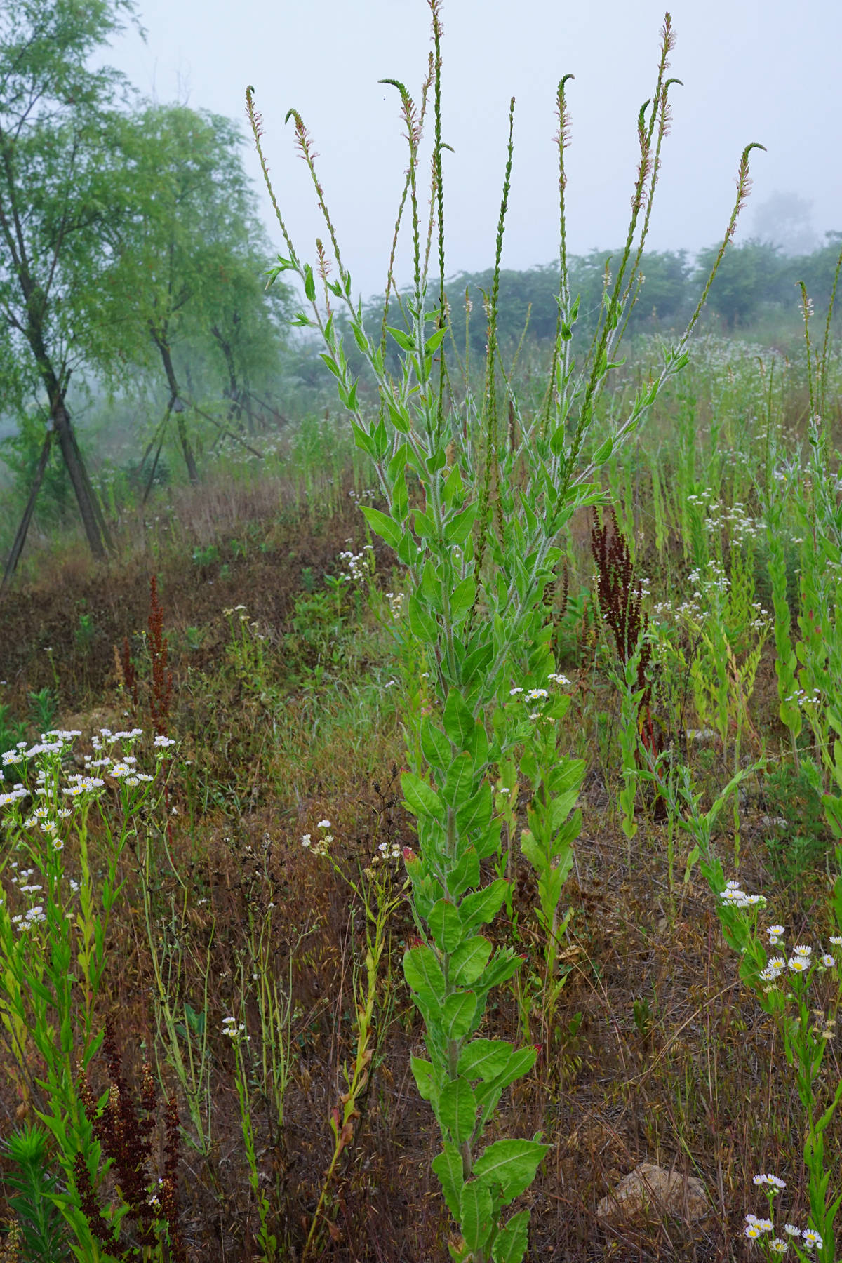 山上野生植物图片大全图片