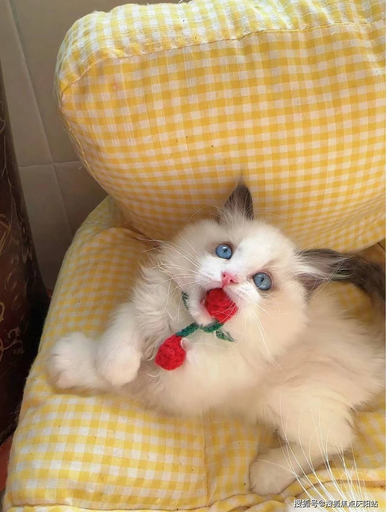 武汉买布偶猫首页网站(武汉硚口区)买布偶猫多少钱一只