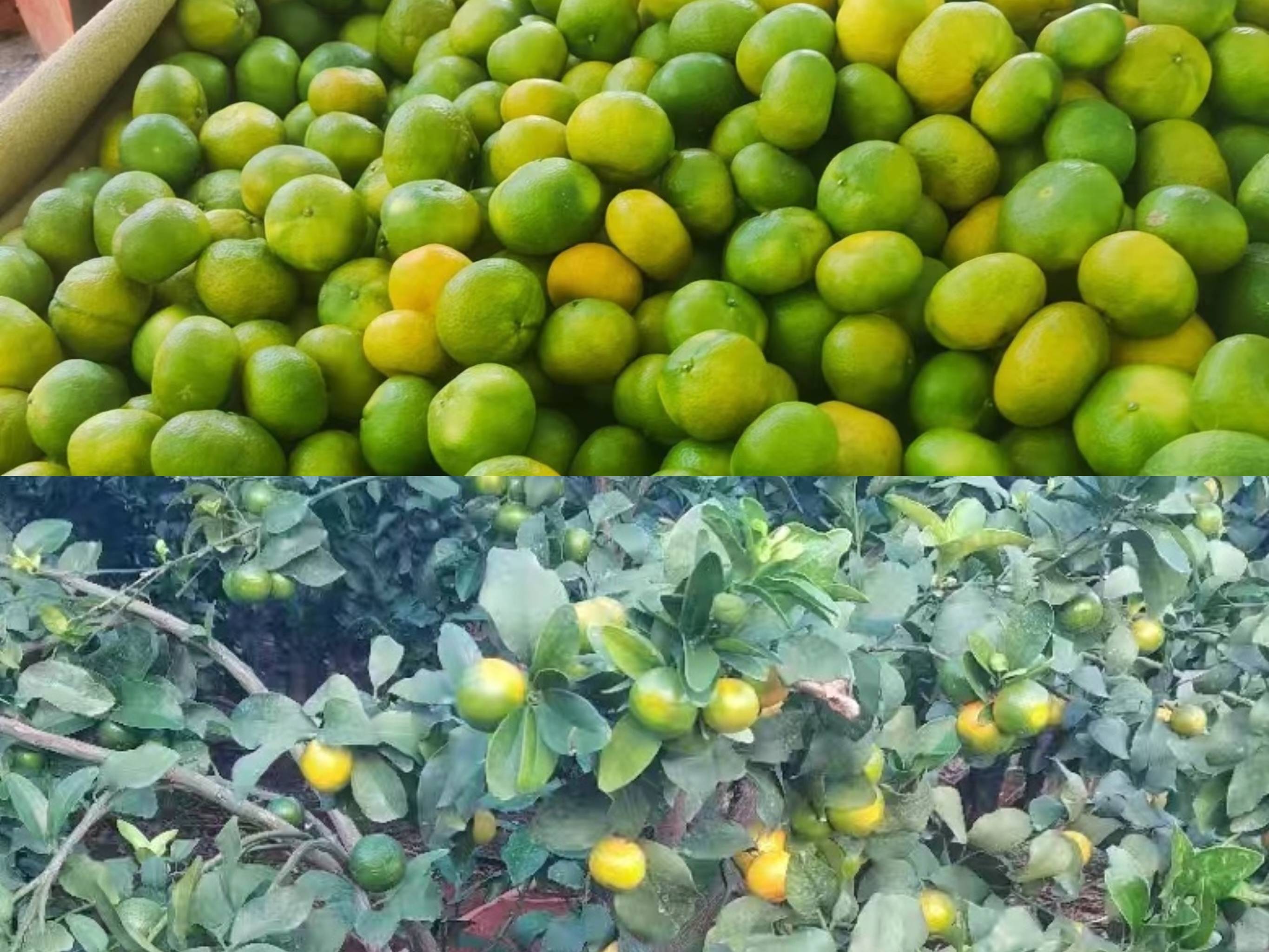 早柑上市量增加价格下跌,金秋砂糖桔进入转色阶段!