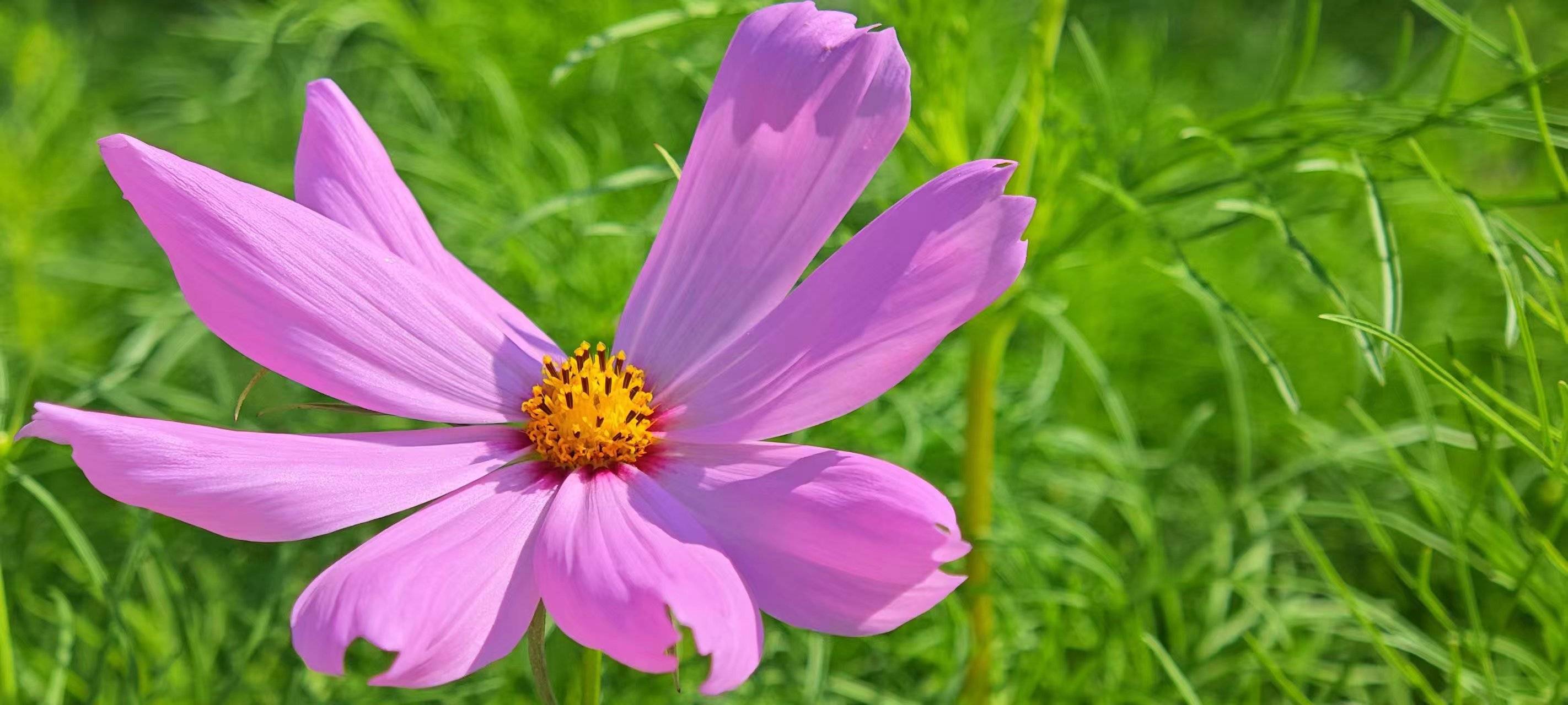 格桑花背景图片大全图片