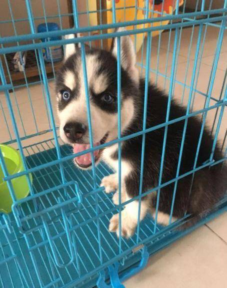 1000块买的小二哈,也就养了3天,老婆疯了:你和它都给我滚