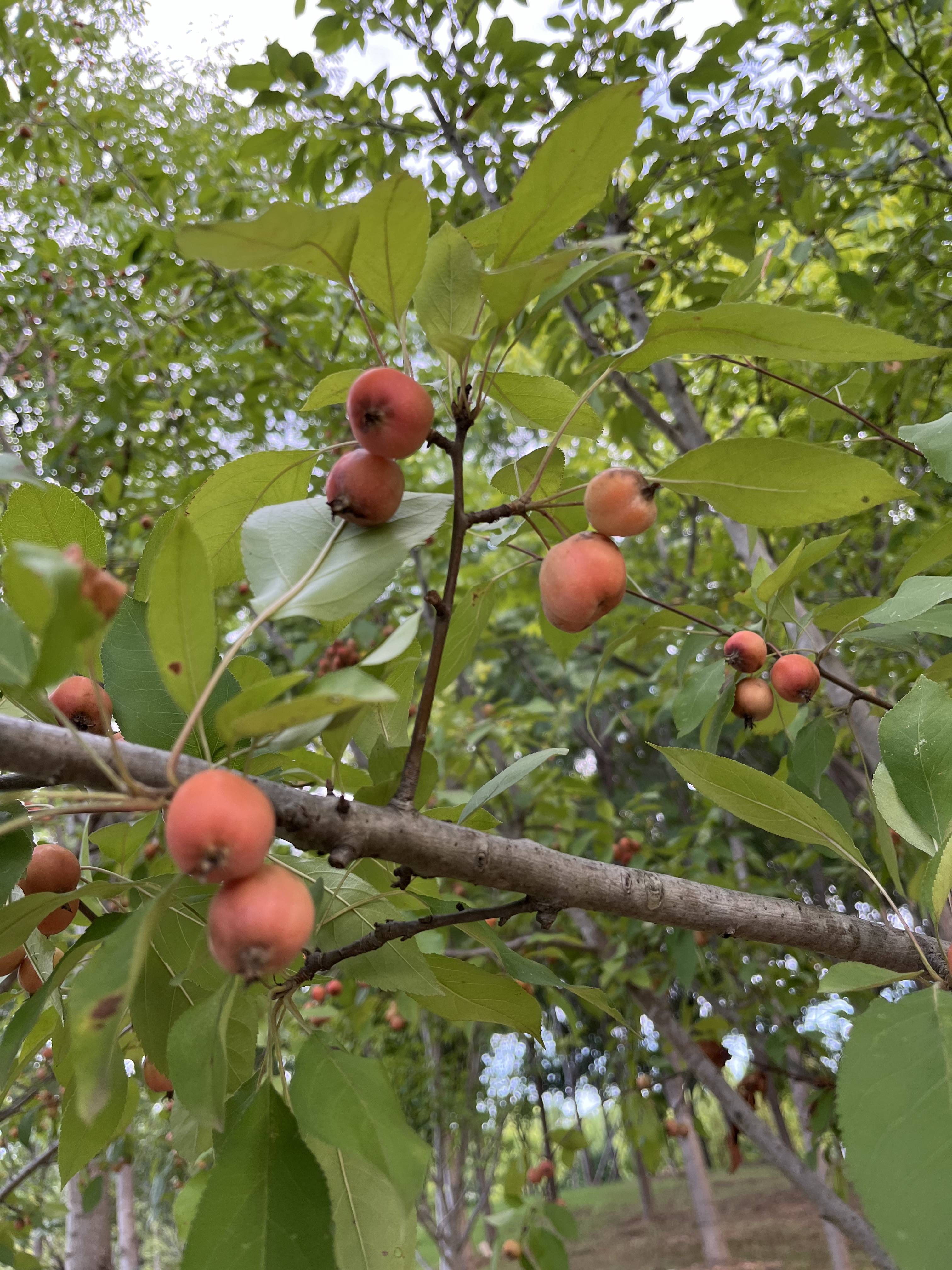 楸子可作为砧木,进行其他海棠品种的嫁接,也可以继续培养成小乔木状