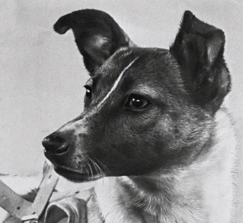 首只进入太空的狗"莱卡",在宇宙飘了60多年,为什么要毒死它?