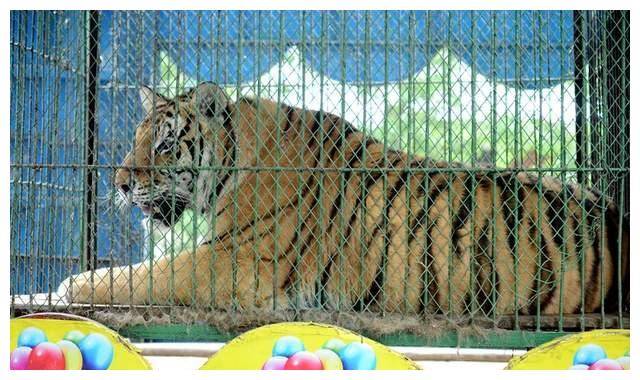 卖不掉也演不了的虎演员?宿州马戏团:老虎每年吃掉十几万