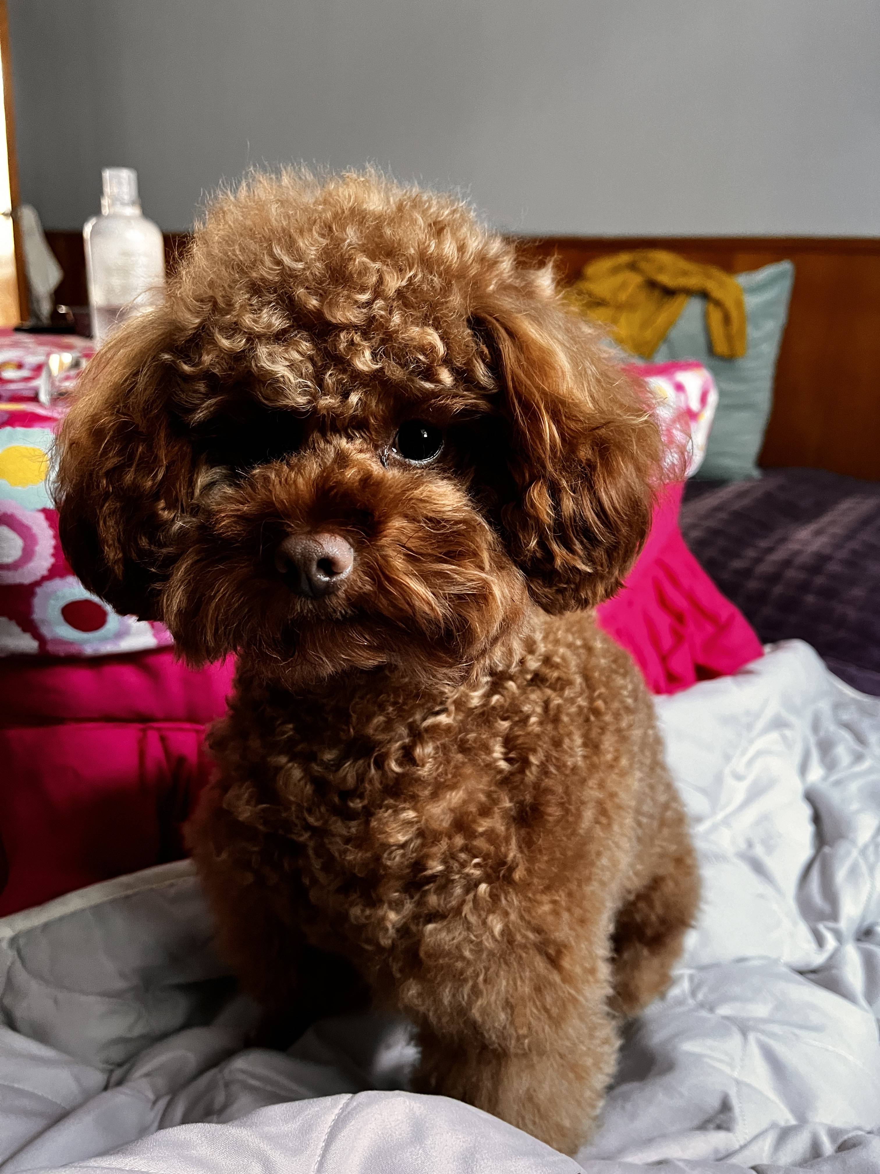 湖南省湘西土家族苗族自治州吉首市3000寻"泰迪"