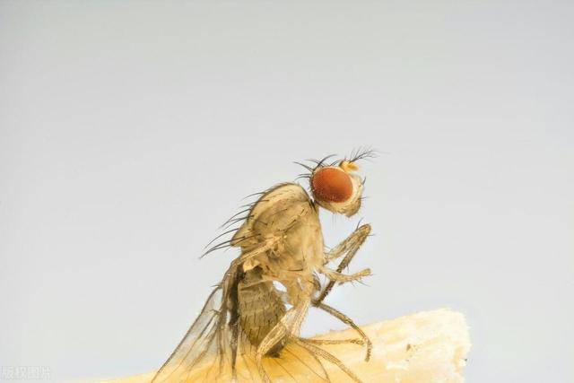 回顾苍蝇为什么总爱搓手,甚至还"把头拧下来玩"无头苍蝇能活吗